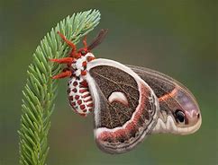 Image result for Sun Moth