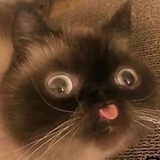 Image result for Cat Tongue Meme