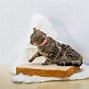 Image result for Bread Cat Bed