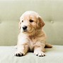 Image result for Cutest Dogs