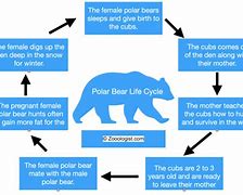 Image result for Polar Bear Life Cycle