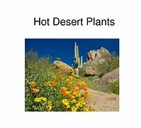 Image result for Hot Desert Plants South Africa