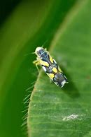 Image result for Yellow Leafhopper