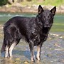 Image result for Black Fur Wolf Dog