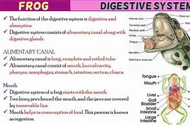 Image result for Frog Digestive System Diagram Labeled