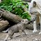 Image result for Snow Wolf Pups