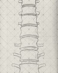 Image result for Drawing of Spine