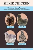 Image result for Brown Silkie