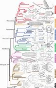 Image result for Arthropoda Phylum Tree