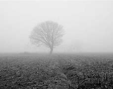 Image result for Foggy Morning Trees