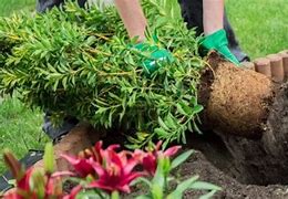 Image result for Planting Shrubs