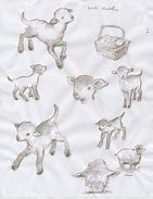 Image result for Baby Lamb Sketches