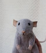 Image result for Russian Blue Rat