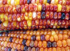 Image result for Corn Harvest Pictures