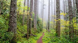 Image result for PNW Trees