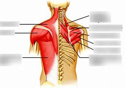 Image result for Back and Arm Muscle Diagram