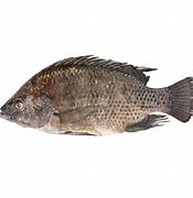 Image result for Tilapia Entera