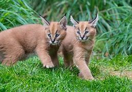 Image result for Caracal Cat Pet