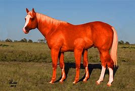 Image result for 5 Legged Animal