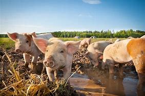 Image result for Pig Skin Conditions