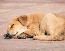 Image result for Sleeping Dogs Skyline