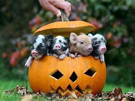 Image result for Pumpkins for Pigs