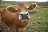 Image result for Aesthetic High Resolution Cow Wallpaper