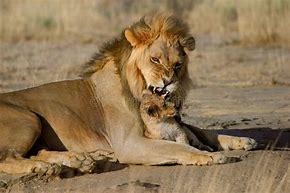 Image result for Male Lion Carrying Cub