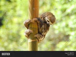 Image result for Baby 3 Toed Sloth