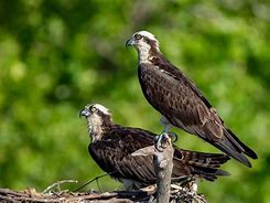 Image result for Osprey Male vs Female