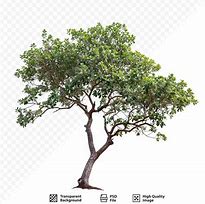 Image result for PSD Tree White