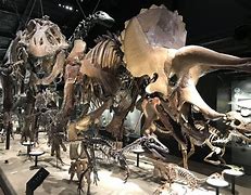 Image result for Night at the Museum Dinosaur