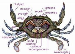 Image result for Blue Crab Anatomy Diagram