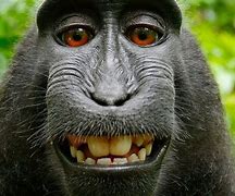 Image result for Big Know World Monkeys