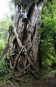 Image result for Rata Tree