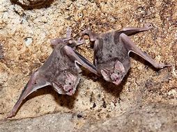 Image result for Vampire Bat Wings