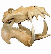 Image result for Hippo Big Teeth