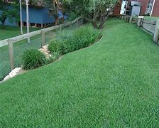 Image result for Zoysia Grass Lawn