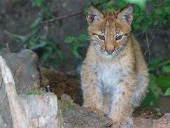 Image result for Northern Lynx