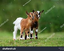 Image result for Goat Babies