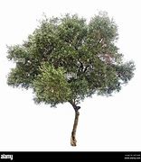 Image result for White Olive Tree