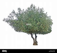 Image result for White Olive Tree