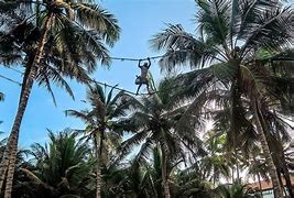 Image result for Sri Lanka Coconut Tree