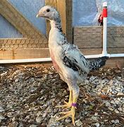 Image result for Malay Chicken Bird