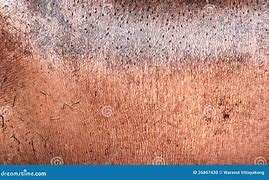 Image result for Hippo Skin Thickness