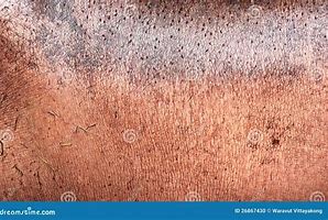 Image result for Hippo Skin Section Anatomy