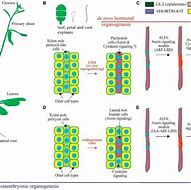 Image result for Auxin Cytokinin Soybean Nodule