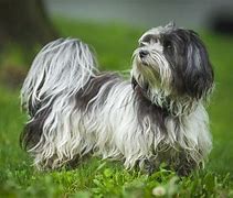 Image result for Cute Havanese Puppies