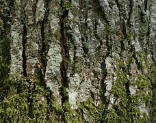 Image result for hemlock identification