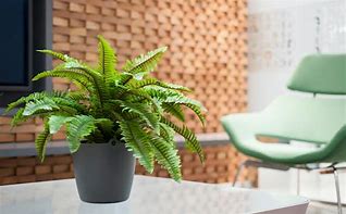 Image result for Artificial Boston Fern